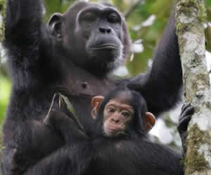 chimpanzee trekking-Nyungwe National park