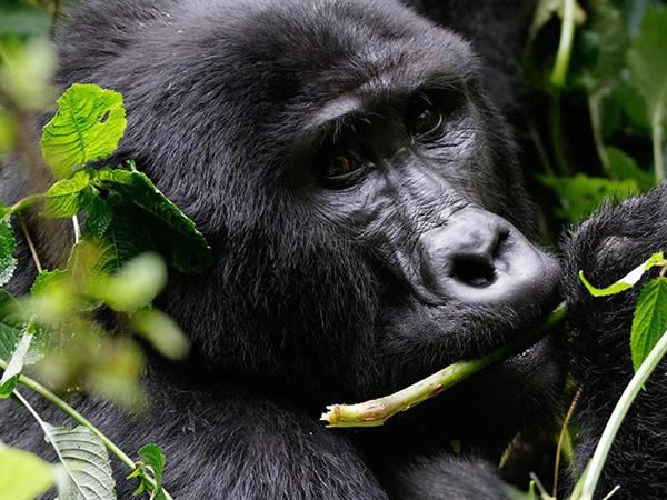 Gorilla trekking -volcanoes national park rwanda