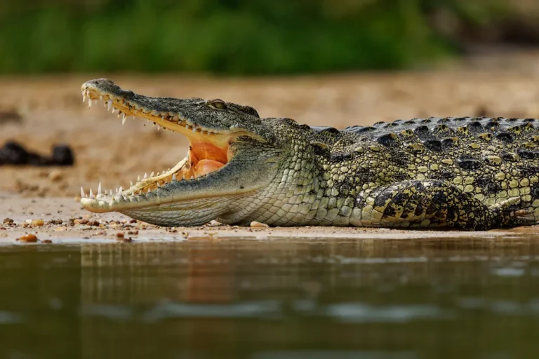 Crocodile in Burundi