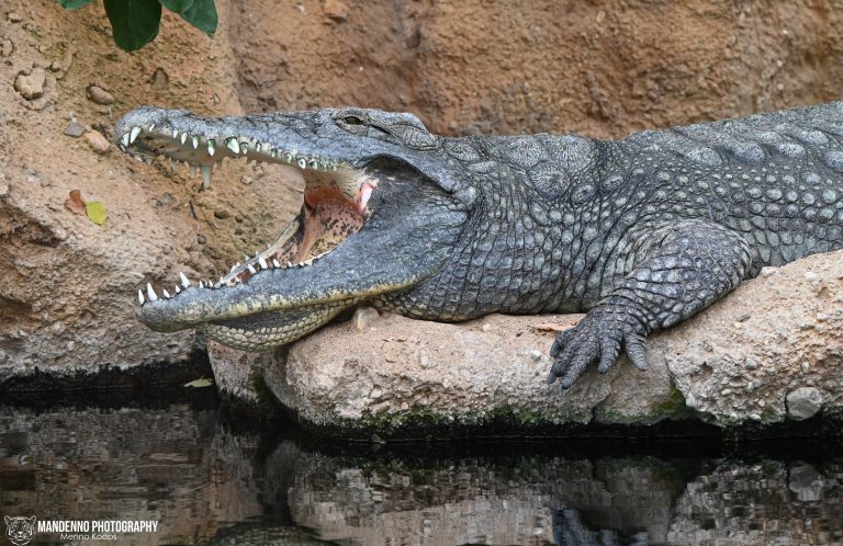 Giant Nile Crocodile Safari - Burundi
