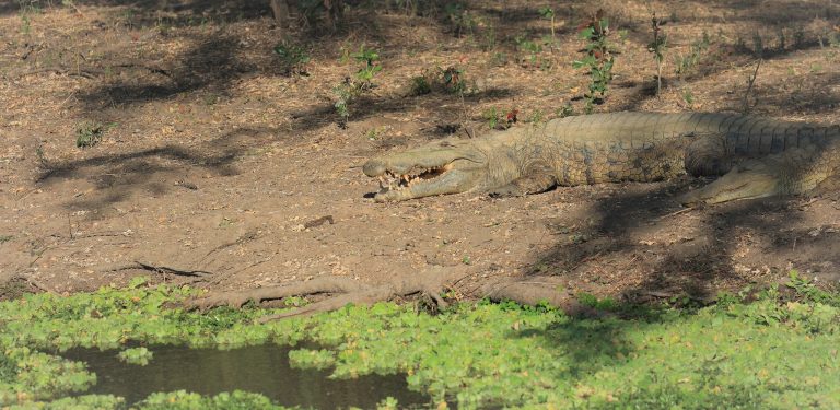 Nile Crocodile At Rusizi NP