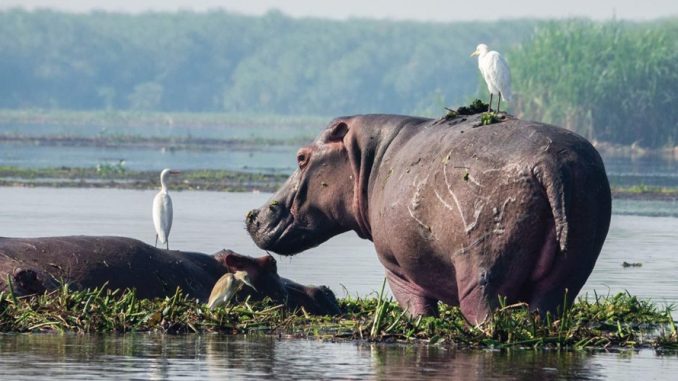Rusizi Hippos