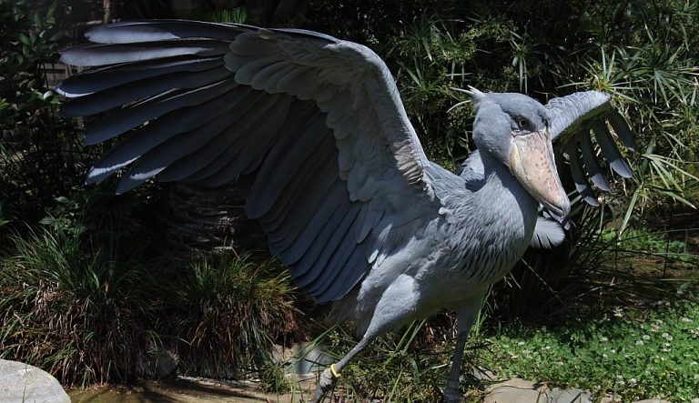 Shoebill - Rusizi Birding Safari