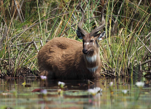 Sitatunga at Rusizi - Burundi