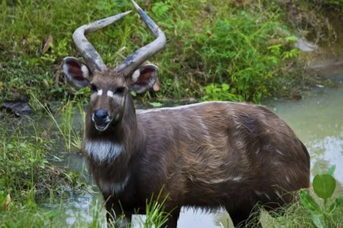 Sitatunga at Rusizi