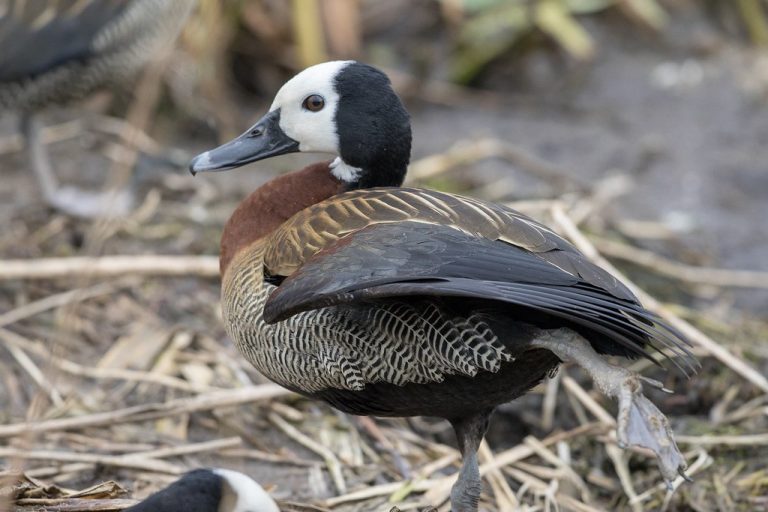 white-faced whistling duck at Rusizi - Burundi